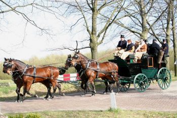 Study reveals domestic horse breed has third-lowest genetic diversity - Horseyard.com.au - Carriage drawn by Cleveland Bay horses