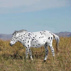 Research into the family tree of today’s horses sheds new light on the origins of the species - Horseyard.com.au