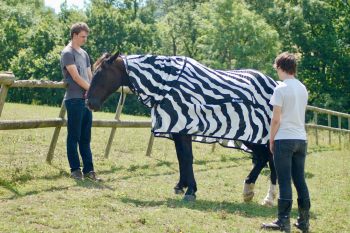 How zebra stripes disrupt flies' flight patterns - Horseyard.com.au