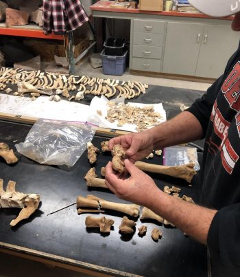 Isaac Hart of the university of Utah compares bones from the Lehi horse