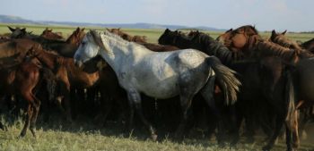 A genomic tour-de-force reveals the last 5,000 years of horse history - Horseyard.com.au