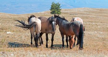 Swishing tails guard against voracious insects with curtain of breeze - Horseyard.com.au