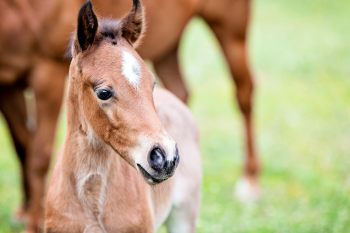 Can foundation training in Thoroughbred foals make a difference to welfare and performance? - Horseyard.com.au