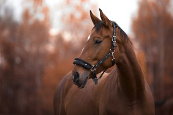 6 Ways To Keep Your Horse Healthy And Happy - Horseyard.com.au