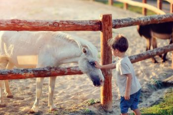 7 Care Tips For A Healthy Pony - Horseyard.com.au