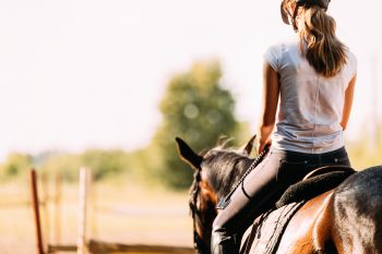 Behaviour differences between geldings and mares challenge sex stereotypes in equine behaviour - Horseyard.com.au