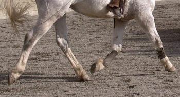 Evidence suggests previously unrecognized latex allergies may play role in equine asthma - Horseyard.com.au