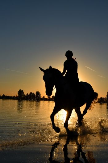 Horses in Hot Weather - Horseyard.com.au