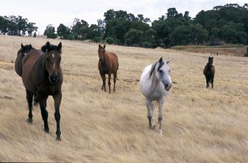 Work For National Horse Traceability System Underway - Horseyard.com.au