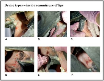 Damage found in the bit area of most Finnish trotting horses - Horseyard.com.au