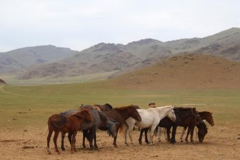 Oldest evidence of horse veterinary care discovered in Mongolia - Horseyard.com.au