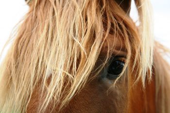 Horses Blink Less, Twitch Eyelids More When Stressed - Horseyard.com.au