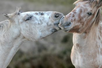 Veterinarians give the thumbs up to traceability - Horseyard.com.au