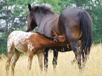 Giving Equine Herpes Virus the wobbles - Horseyard.com.au