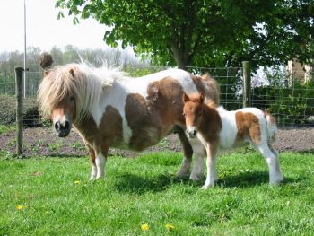 Decades in the making — A breakthrough in the hunt for a vaccine against foal pneumonia - Horseyard.com.au