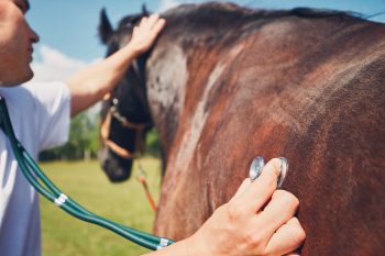 Cancer comparison across species highlights new drug targets - Horseyard.com.au