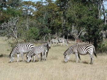 Stripes may be cool – but they don’t cool zebras down - Horseyard.com.au