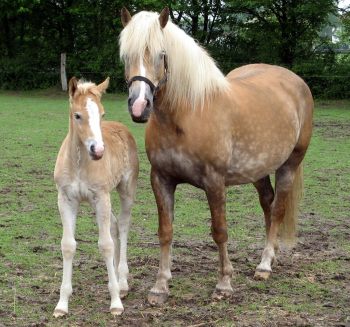 Warmblood Fragile Foal found in 21 breeds - Horseyard.com.au