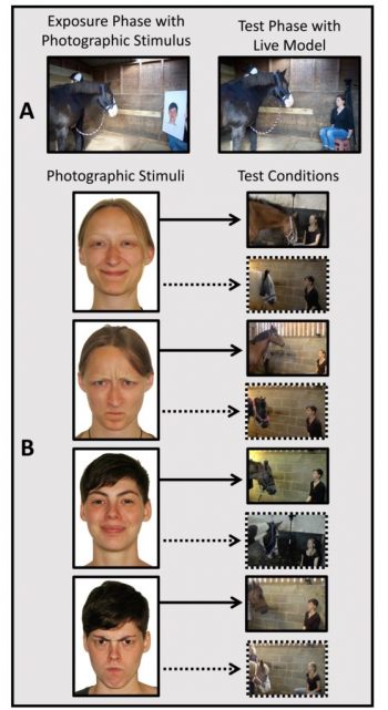 Study finds horses remember facial expressions of people they’ve seen before - Horseyard.com.au