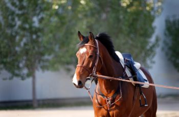 The ultimate equine behaviour assessment tool - Horseyard.com.au