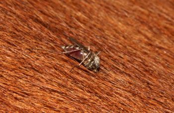 Equine alert issued for mosquito-borne disease - Horseyard.com.au