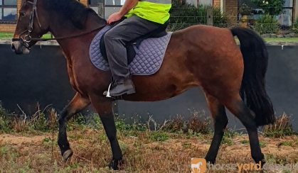 Beginners Connemarra Bay Mare on HorseYard.com.au