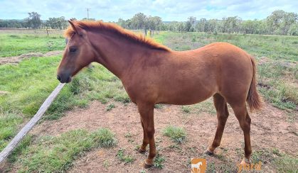 Chest nut filly  on HorseYard.com.au