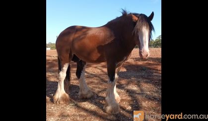 Clydesdale x Thoroughbred Filly on HorseYard.com.au