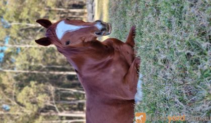 Loki Stock x TB on HorseYard.com.au