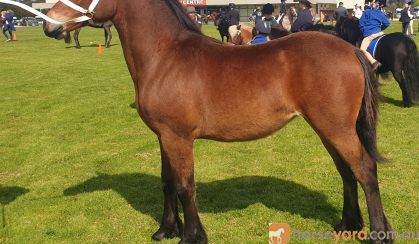 Welsh D Filly 9 months to reach 14.3hh on HorseYard.com.au