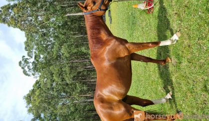 Loki Stock x TB on HorseYard.com.au