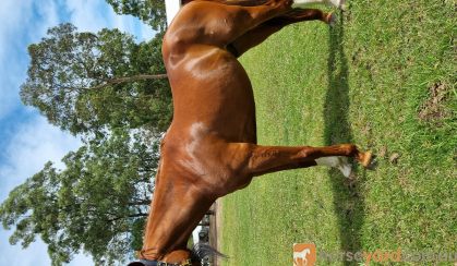 Loki Stock x TB on HorseYard.com.au