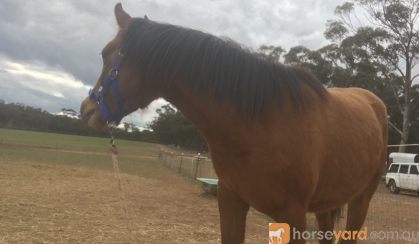 Arabian riding pony colt  on HorseYard.com.au