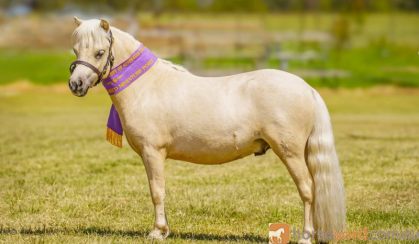 Outstanding AMPS/APSB gelding - 2 years - Royal Show Quality on HorseYard.com.au