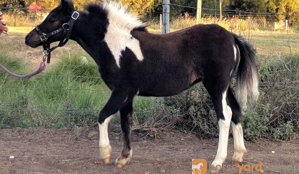 Pinto Miniature Filly on HorseYard.com.au