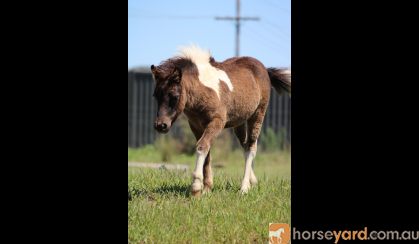 Pinto Miniature Filly on HorseYard.com.au