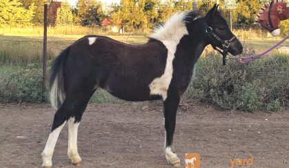 Pinto Miniature Filly on HorseYard.com.au