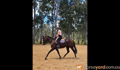 Quiet Kind mare  on HorseYard.com.au