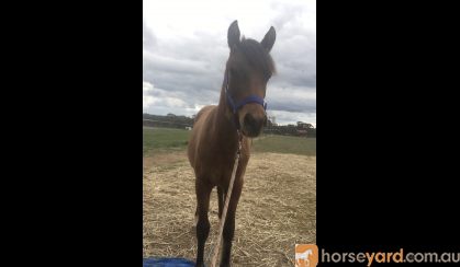 Arabian riding pony colt  on HorseYard.com.au