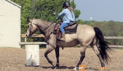 Beginner Safe Horse For Kids on HorseYard.com.au