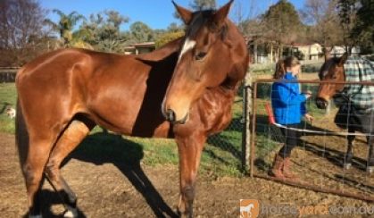 Bay thoroughbred mare on HorseYard.com.au
