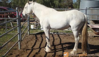 ** Gandalf **  Beautiful Half Draught Horse Stallion  on HorseYard.com.au