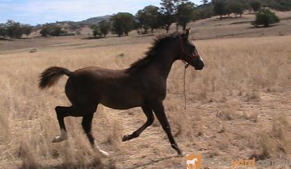 Anglo Arabian Yearling Filly(make a reasonable offer). on HorseYard.com.au
