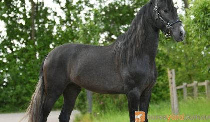 Gorgeous Airo P.R.E. Stallion Horse on HorseYard.com.au
