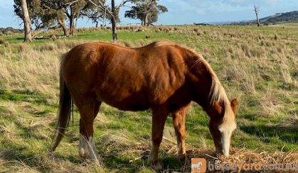 Welsh B Pony on HorseYard.com.au