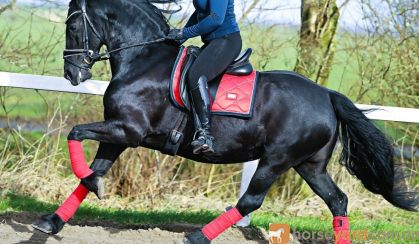 A stunning 7½ years old black pure bred Friesian  stallion. on HorseYard.com.au