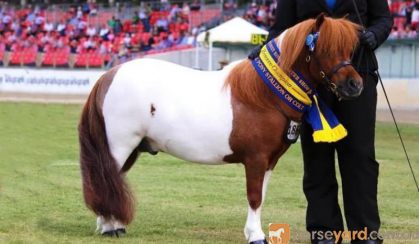 Outstanding AMPS/APSB gelding - 2 years - Royal Show Quality on HorseYard.com.au