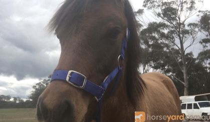 Arabian riding pony colt  on HorseYard.com.au