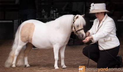 Outstanding AMPS/APSB gelding - 2 years - Royal Show Quality on HorseYard.com.au