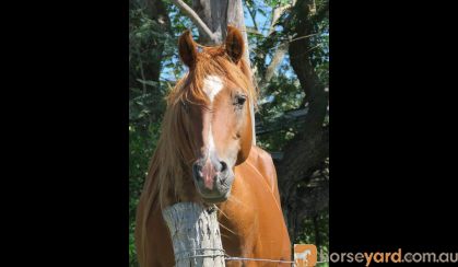 Stallion at Stud on HorseYard.com.au